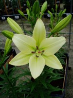 [1643 Courier No01.JPG]